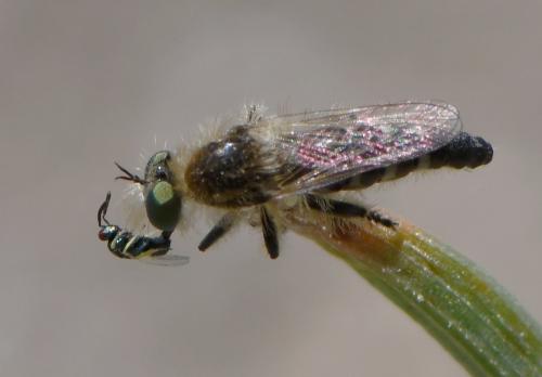 Holopogon melaleucus
